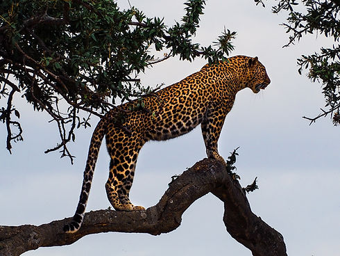 Leopard On Tree