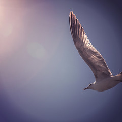 Image by Tim Mossholder