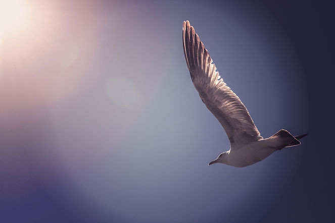 Image by Tim Mossholder