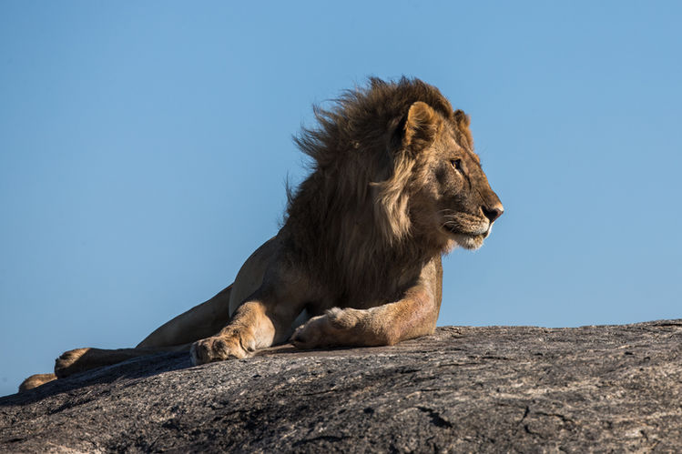 lion