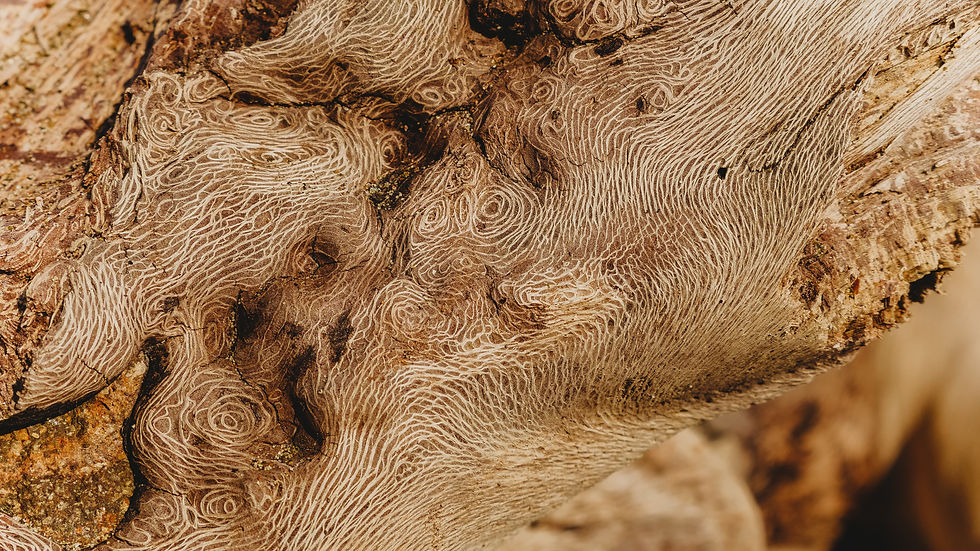 Image by Roberto Carlos Román Don