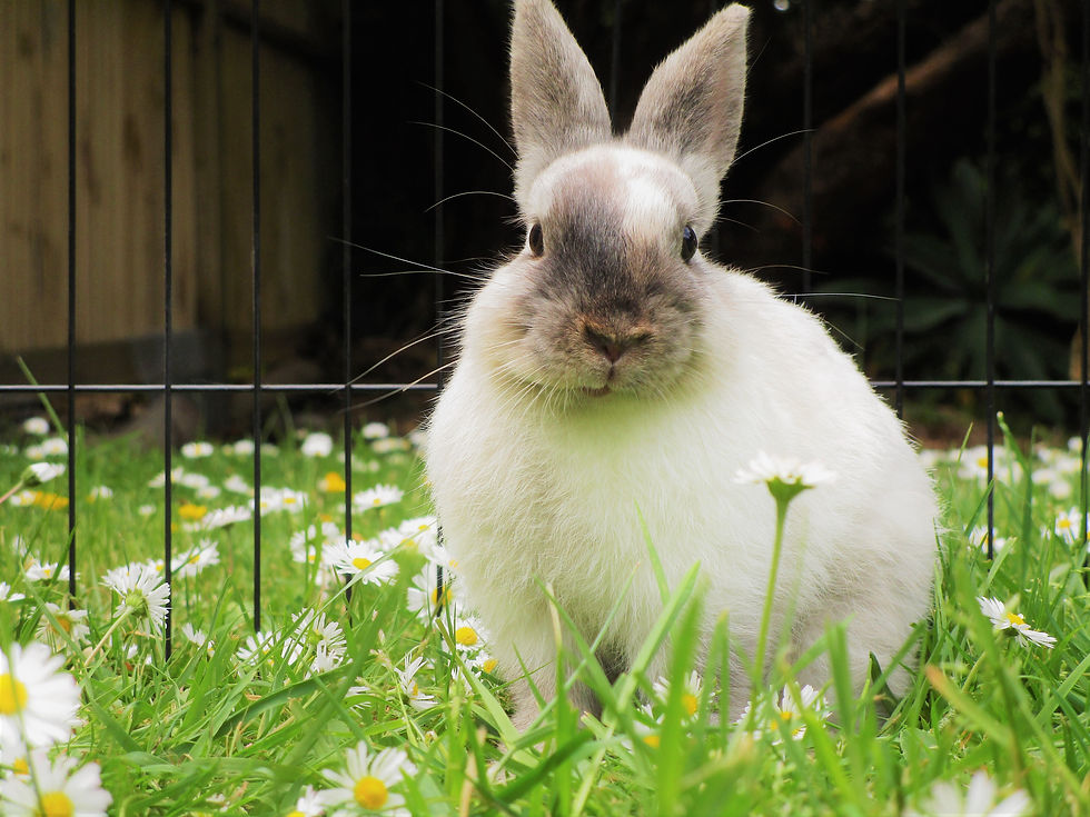 White rabbit with gray face sits in grass and daisies behind a black fence, looking alert in a garden.