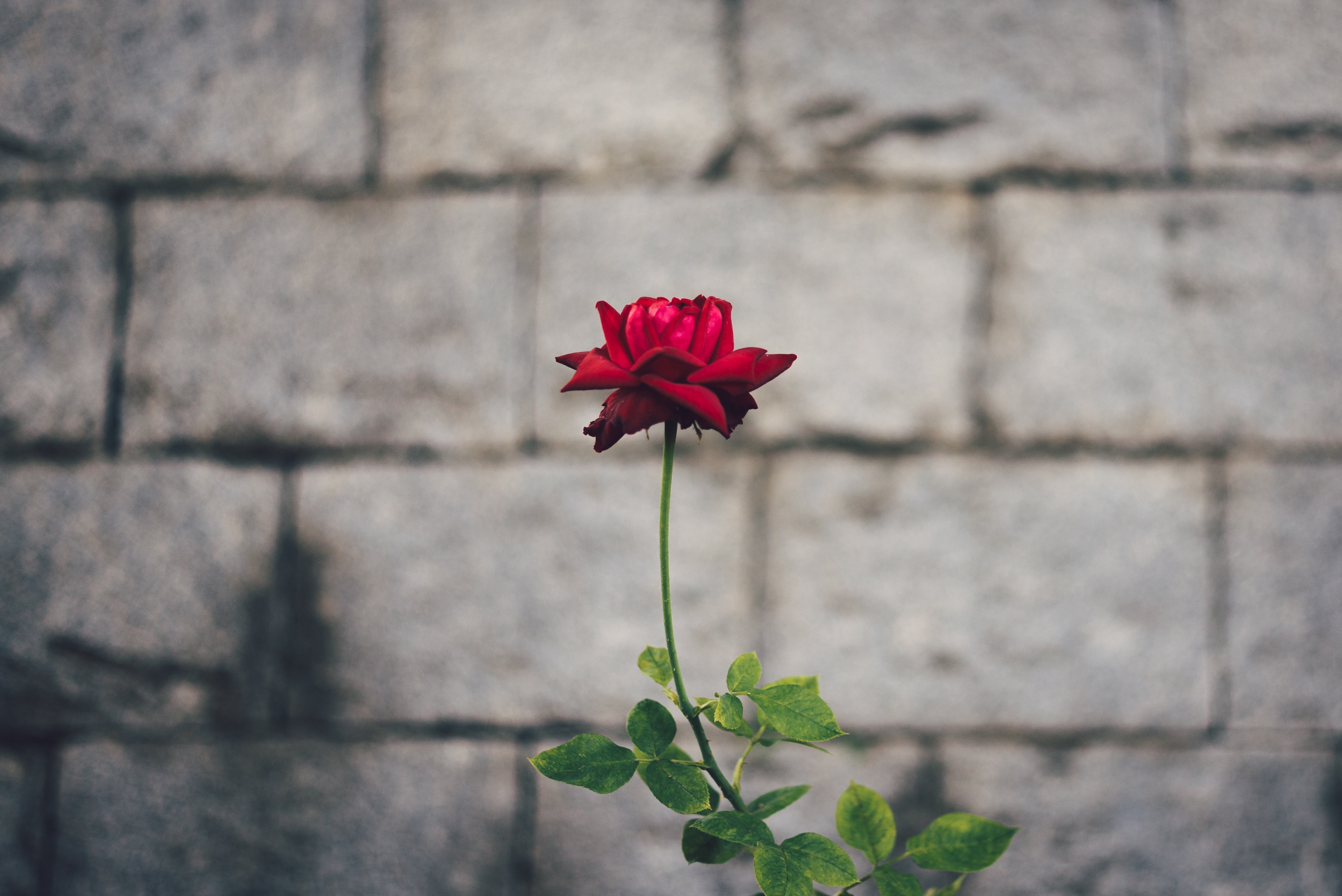BLOOM INTO YOUR GREATNESS content media
