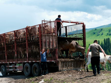 trasporto di animali da allevamento