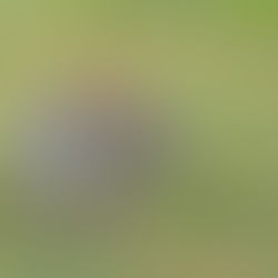 Gene Defect Among Rabbits