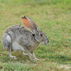 Hop, Hop, Hop…..