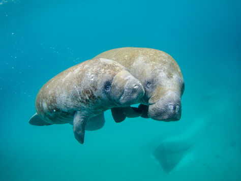 Top 5 Amazing Facts About Manatees!