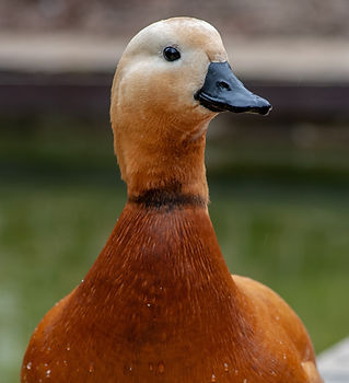 ducks for sale kent