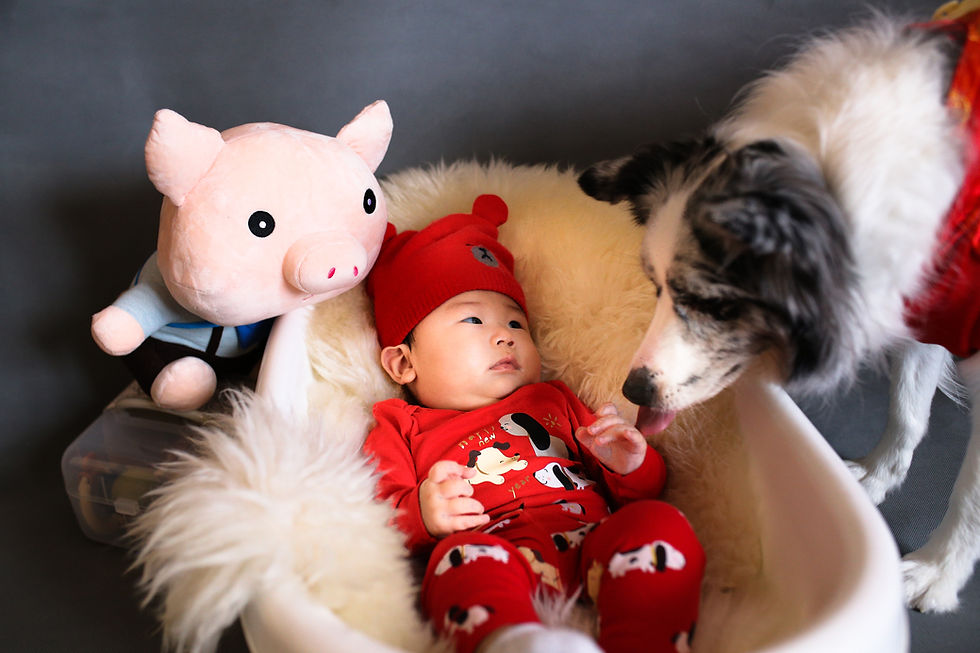 How to prepare your dog for the appearing of a baby?