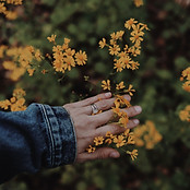 Image by Amy Humphries