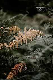 Image by Annie Spratt