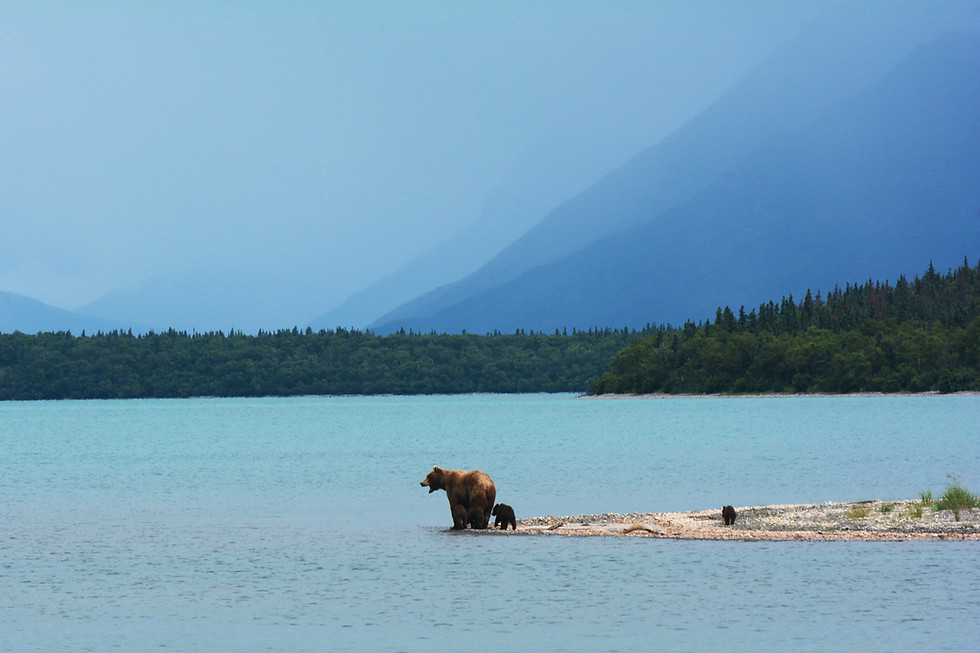 Brown bear and cub by lake