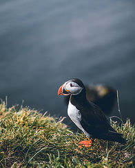 Puffin, Wildlife at Skomer island near Top of the Woods. An award winning nature-based holiday retreat offering luxury glamping and eco camping in Pembrokeshire, Wales. One of the best dog-friendly sites for slow travel and wild escapes in the UK.