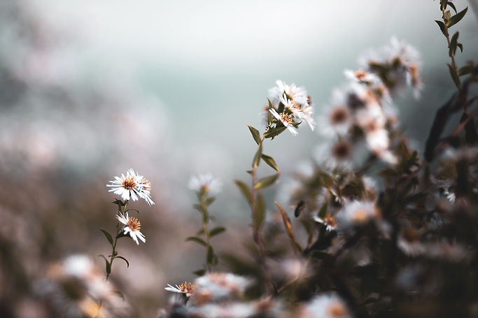 Image by Robin Spielmann