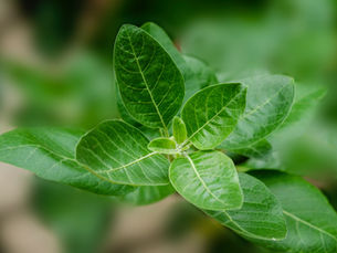 Complete Guide to Ashwagandha: Uses & Benefits