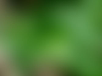 5 Healthy Benefits of Ashwagandha For Men and Women