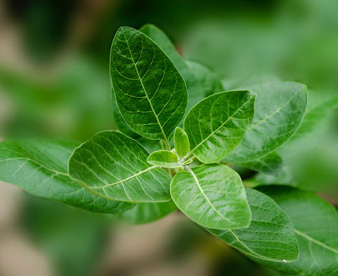 Image by Bankim Desai