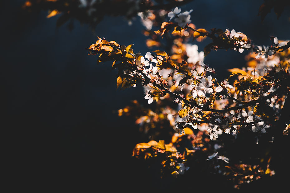 Image by Bundo Kim
