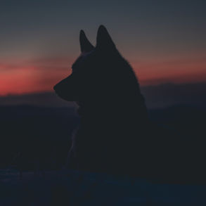 HOWL 26 Team Additions