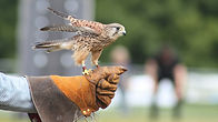 Image by David White