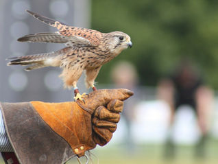 A small bird of prey gets ready to fly from the falconer's extended hand