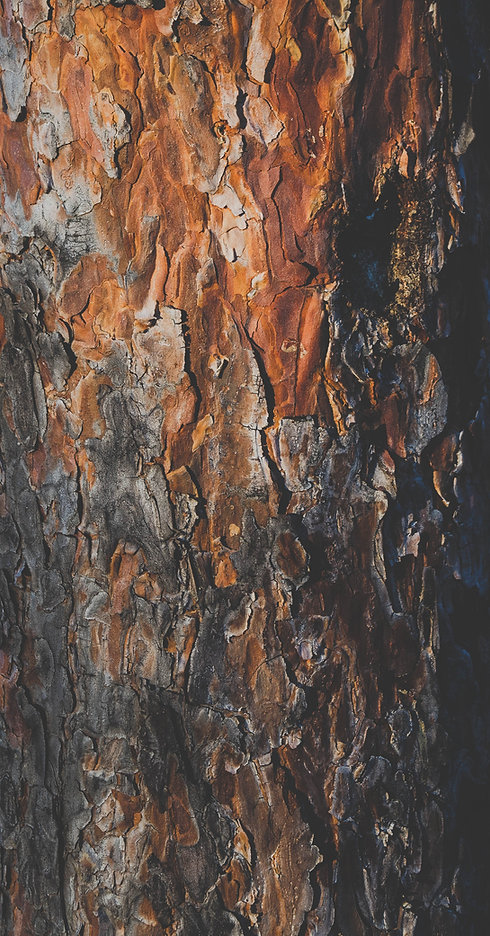 Image by Mihai Lazăr