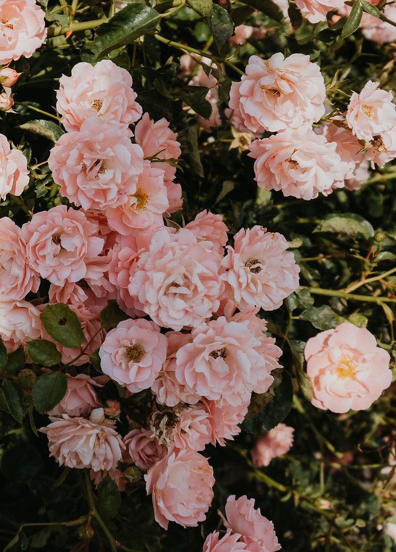 Suonare Blume
