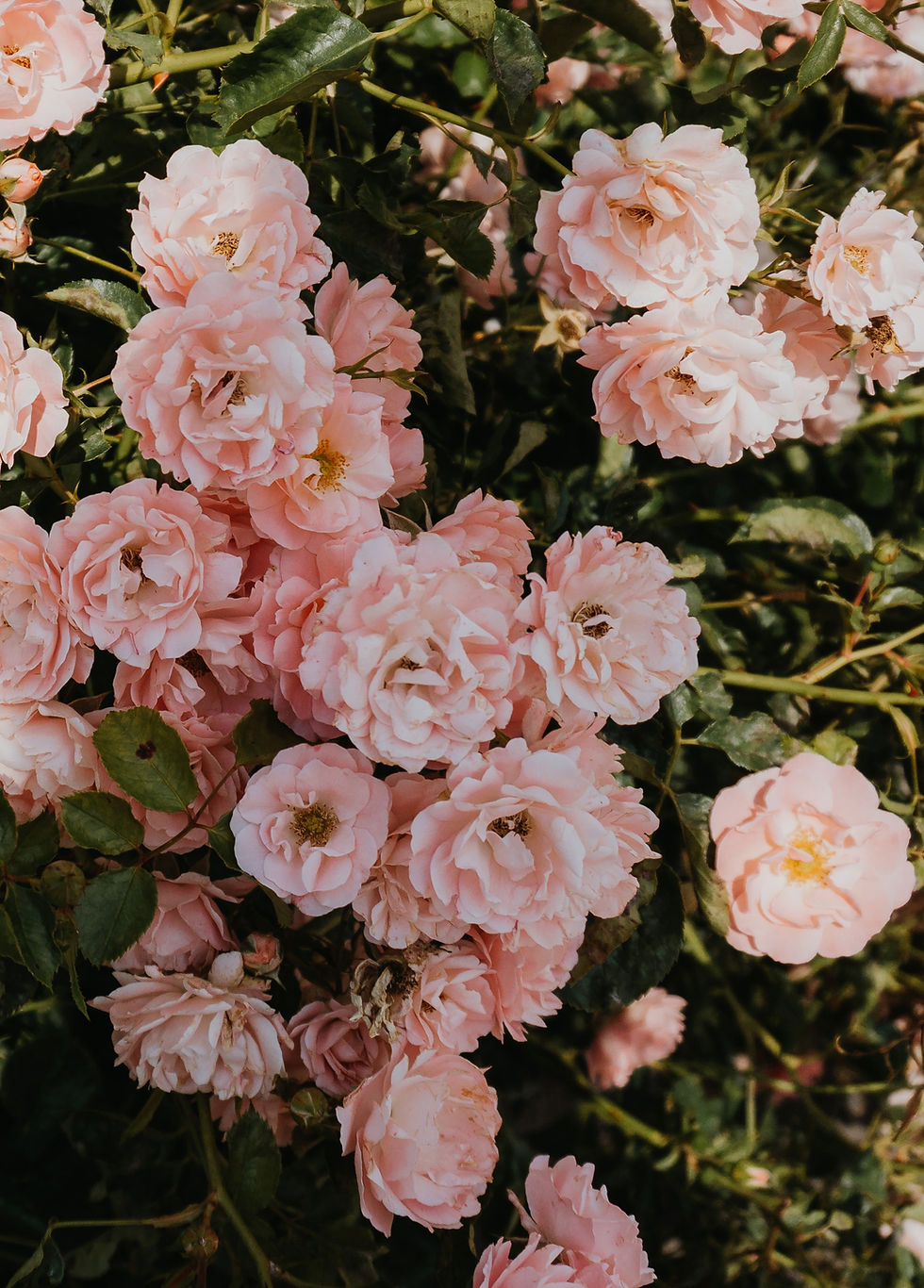 Image by Marina Reich