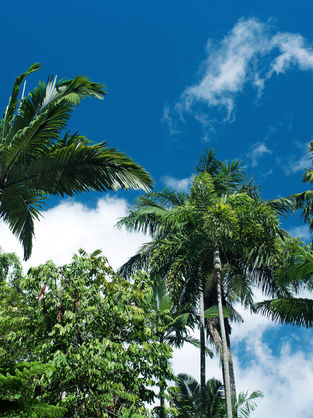 Faut-il réserver ses tours à Cairns à l’avance ? Ce qu’il faut savoir pour la haute saison