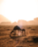 camel sunset desert wadi rum Andrea Leopardi
