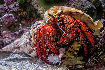 Petrochirus diogenes
The Giant Hermit Crabs are the largest hermit crabs ever discovered, and can be found both on the land and in the waters of Bimini. As the crab grows, it searches for larger and larger shells of conchs and other molluscs to protect it’s soft body from predators. As opportunistic omnivores, they often scavenge on animal carcasses or graze on macroalgae, and can even be found in dumps or compost piles. If threatened, they flex their abdominal muscles to retract further into their shell, and can also use their sharp claws as defence if necessary.