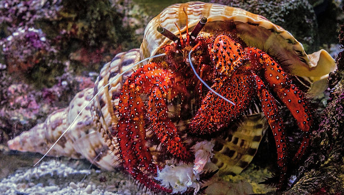 GIANT HERMIT CRAB