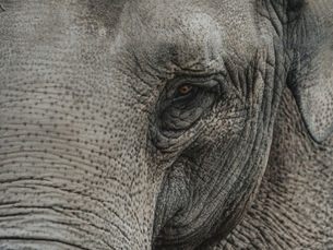 Exploring Zambia: A Guide to Sustainable Eco-Tourism with Advocates for Wildlife