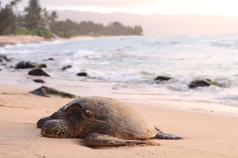 Tortue sur la plage