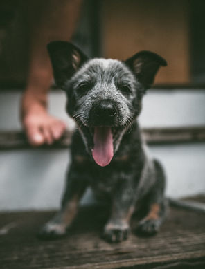 Image by allison christine