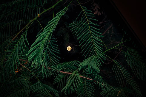 Image by Ruan Richard Rodrigues