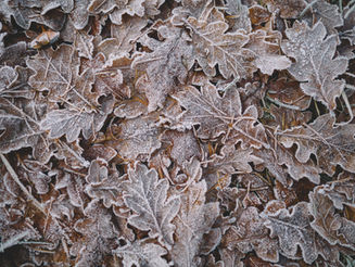 The Beginning of Winter