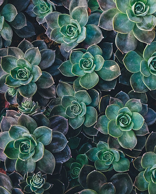 Image by Annie Spratt
