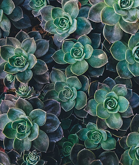 Image by Annie Spratt
