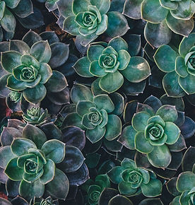 Image by Annie Spratt