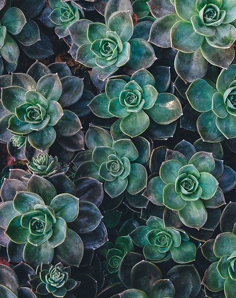 Image by Annie Spratt