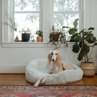 Pet-Friendly Houseplants