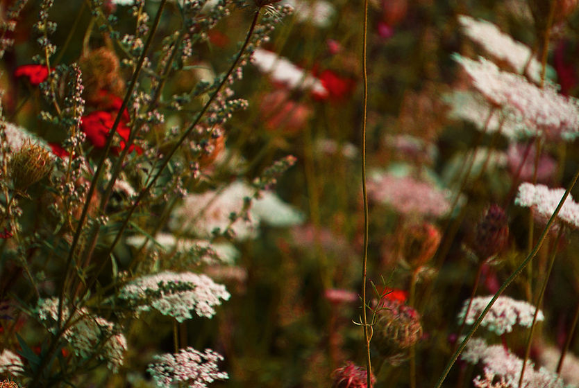 Image by Tina Kuper