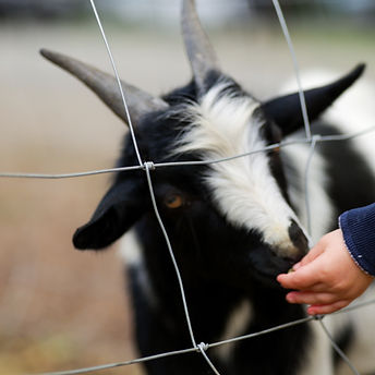 Image by Harrison Mitchell