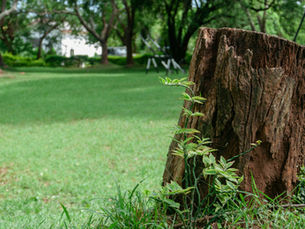 Old tree stump in a grass lawn