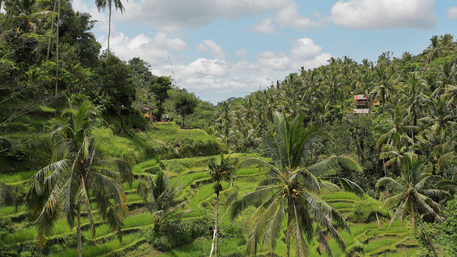 Indonesia reduced the rate of deforestation by 75% in 2020