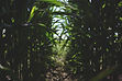 Image by freestocks