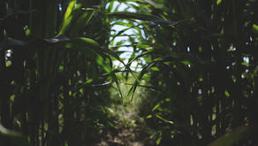 Crop Update