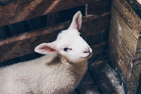 Image by Daniel Sandvik