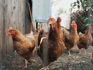 Livetec Systems launches Livestock Protect app to combat avian flu disruptions